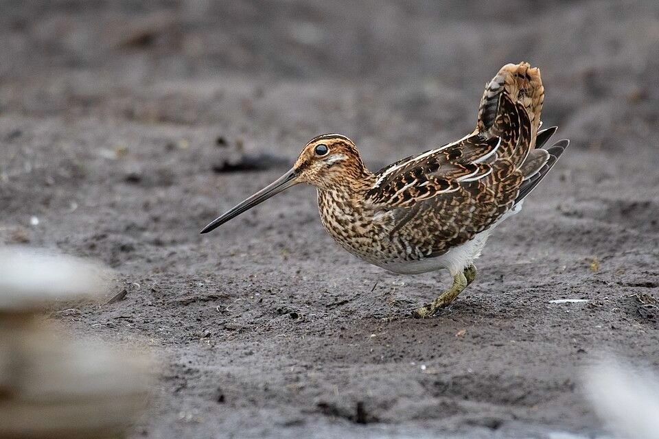 Wilson's Snipe Shiawassee National Wildlife Refuge (30650186711).jpg by by Jim Hudgins/USFWS is available through Public Domain.